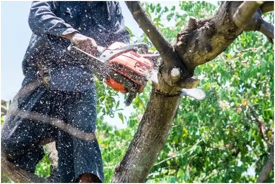tree services Wedgefield